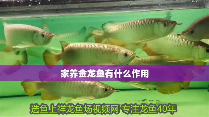 家養金龍魚有什么作用