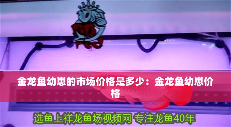 金龍魚幼崽的市場價格是多少：金龍魚幼崽價格