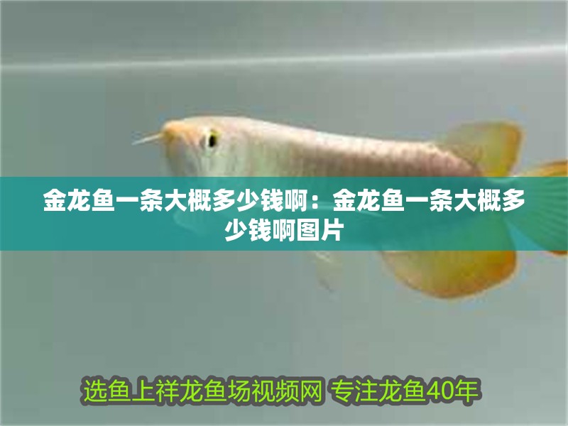 金龍魚一條大概多少錢啊：金龍魚一條大概多少錢啊圖片