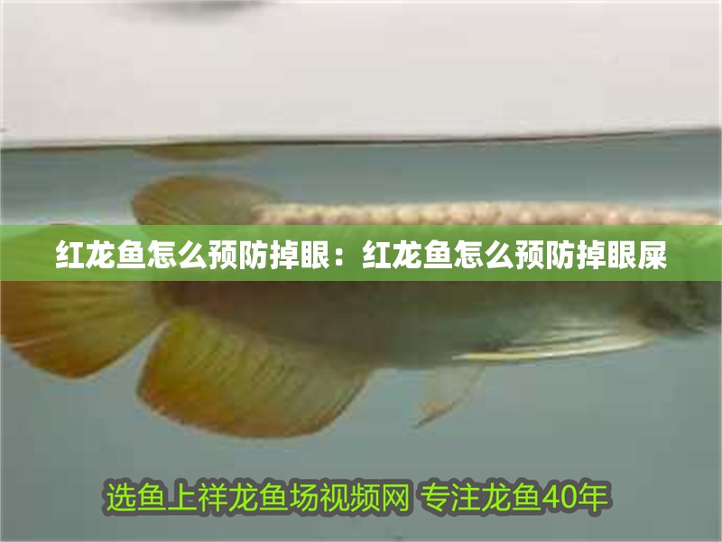 紅龍魚怎么預防掉眼：紅龍魚怎么預防掉眼屎