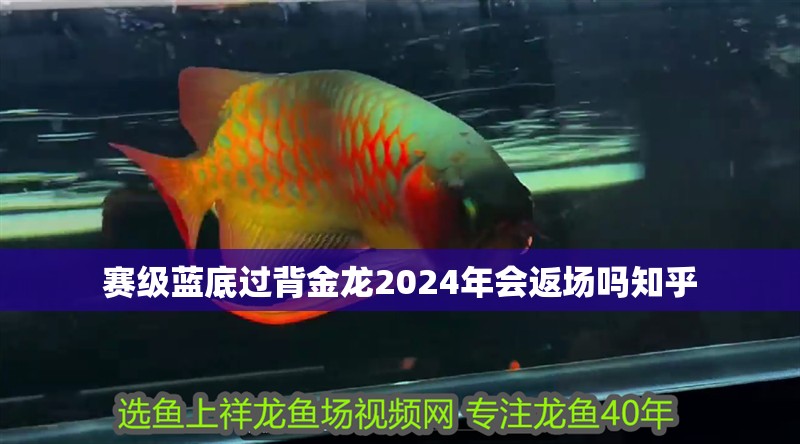 賽級藍底過背金龍2024年會返場嗎知乎