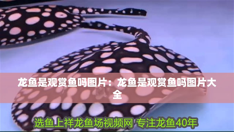 龍魚是觀賞魚嗎圖片：龍魚是觀賞魚嗎圖片大全