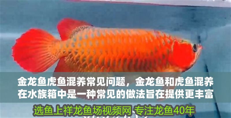 金龍魚虎魚混養常見問題，金龍魚和虎魚混養在水族箱中是一種常見的做法旨在提供更豐富的生態系統