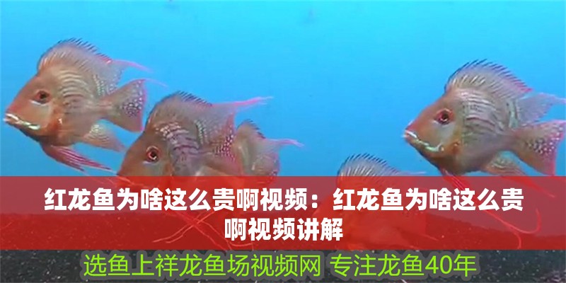 紅龍魚為啥這么貴啊視頻：紅龍魚為啥這么貴啊視頻講解
