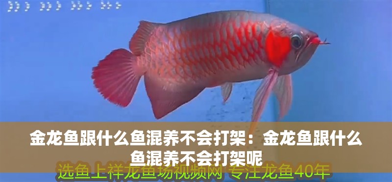 金龍魚跟什么魚混養不會打架：金龍魚跟什么魚混養不會打架呢