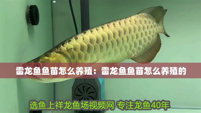 雷龍魚魚苗怎么養殖：雷龍魚魚苗怎么養殖的