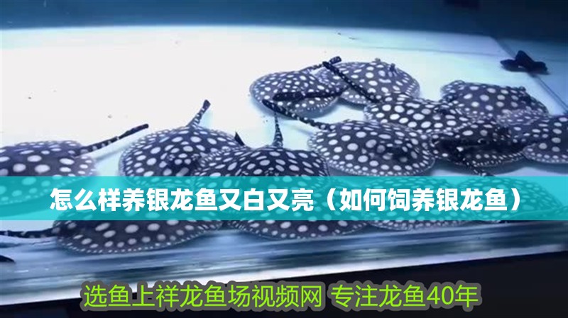 怎么樣養銀龍魚又白又亮（如何飼養銀龍魚）