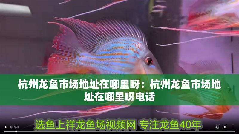 杭州龍魚市場地址在哪里呀：杭州龍魚市場地址在哪里呀電話