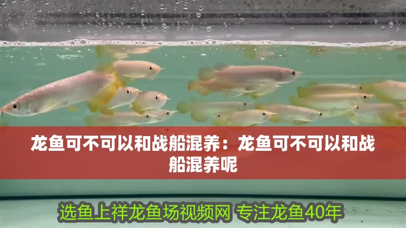 龍魚可不可以和戰(zhàn)船混養(yǎng)：龍魚可不可以和戰(zhàn)船混養(yǎng)呢