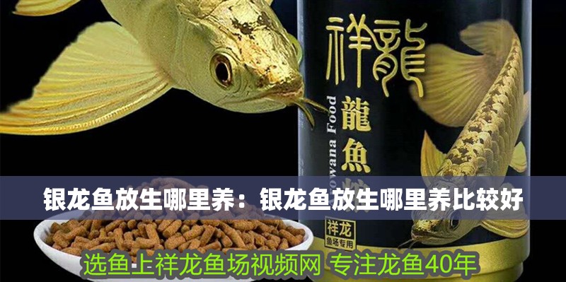 銀龍魚放生哪里養：銀龍魚放生哪里養比較好