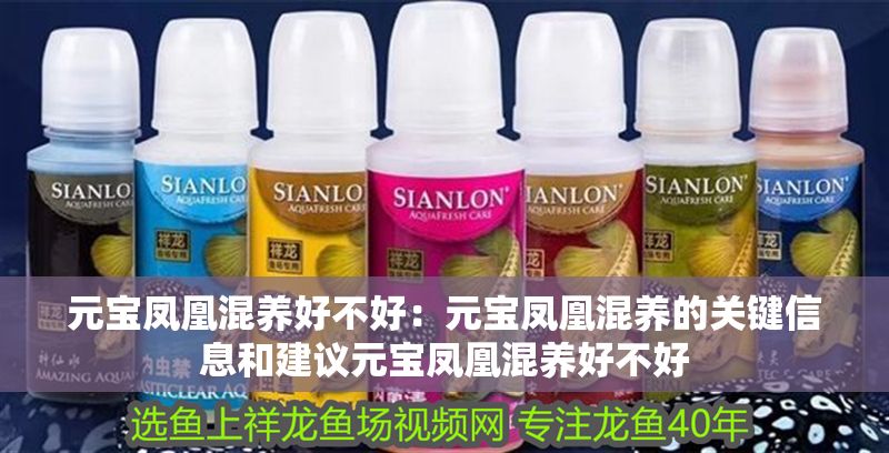 元寶鳳凰混養好不好：元寶鳳凰混養的關鍵信息和建議元寶鳳凰混養好不好