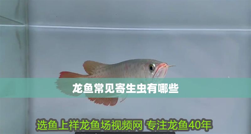 龍魚常見寄生蟲有哪些