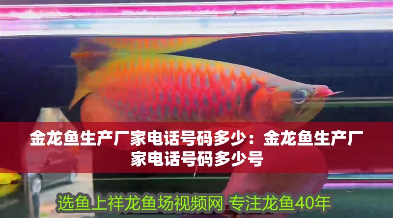 金龍魚生產廠家電話號碼多少：金龍魚生產廠家電話號碼多少號