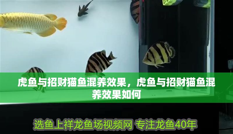 虎魚與招財貓魚混養(yǎng)效果，虎魚與招財貓魚混養(yǎng)效果如何