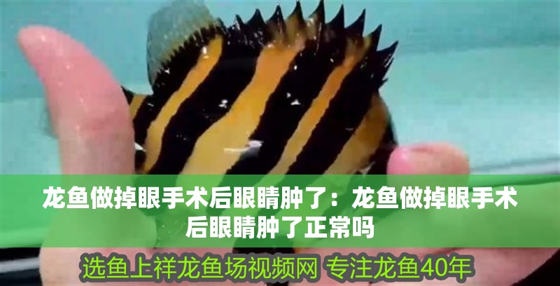 龍魚做掉眼手術后眼睛腫了：龍魚做掉眼手術后眼睛腫了正常嗎