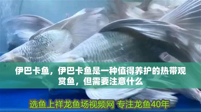 伊巴卡魚，伊巴卡魚是一種值得養(yǎng)護的熱帶觀賞魚，但需要注意什么