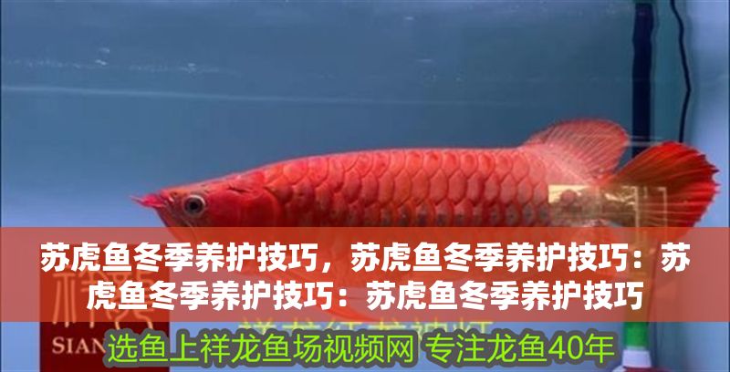 蘇虎魚冬季養(yǎng)護技巧，蘇虎魚冬季養(yǎng)護技巧：蘇虎魚冬季養(yǎng)護技巧：蘇虎魚冬季養(yǎng)護技巧