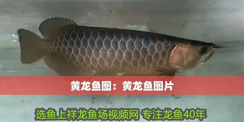黃龍魚圖：黃龍魚圖片
