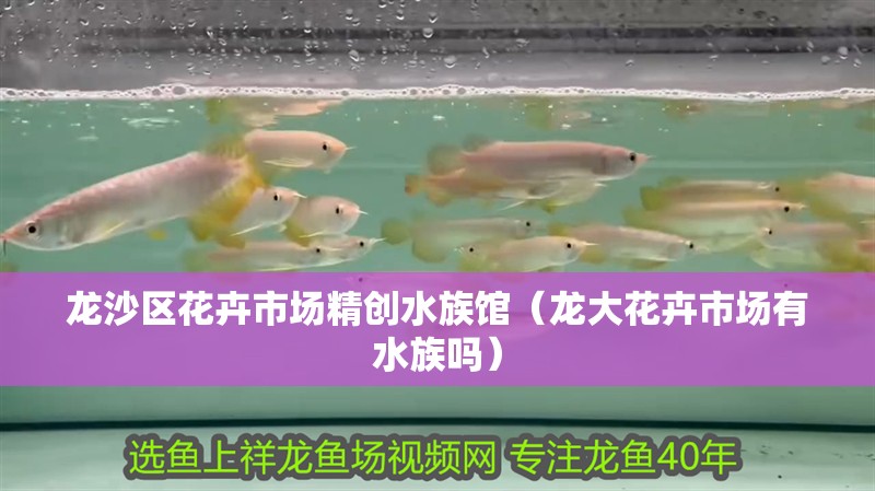 龍沙區花卉市場精創水族館（龍大花卉市場有水族嗎）