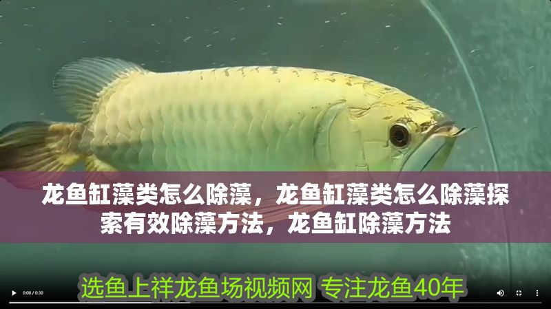 龍魚缸藻類怎么除藻，龍魚缸藻類怎么除藻探索有效除藻方法，龍魚缸除藻方法