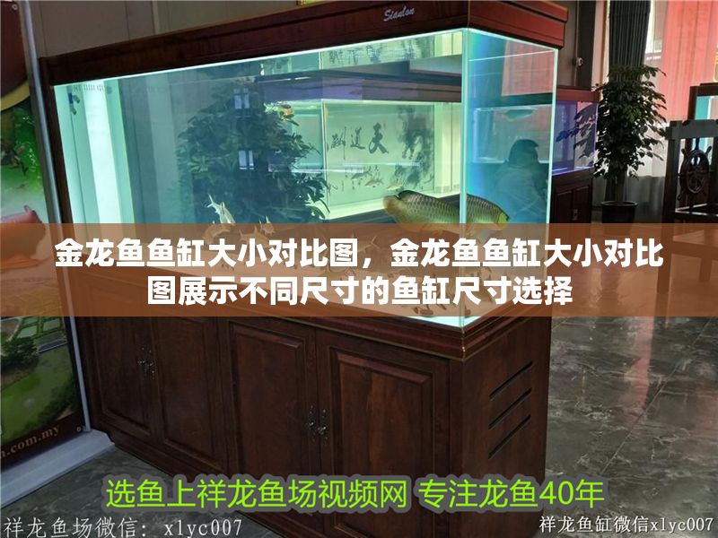 金龍魚魚缸大小對(duì)比圖，金龍魚魚缸大小對(duì)比圖展示不同尺寸的魚缸尺寸選擇