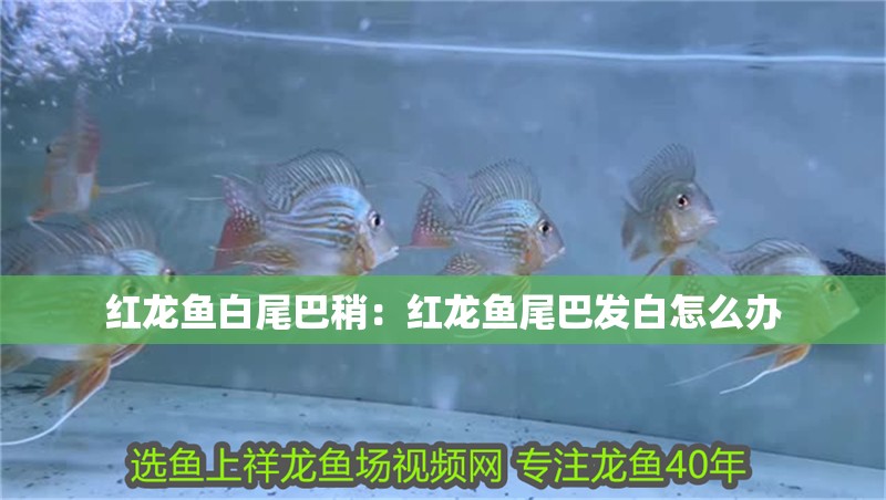 紅龍魚白尾巴稍：紅龍魚尾巴發白怎么辦