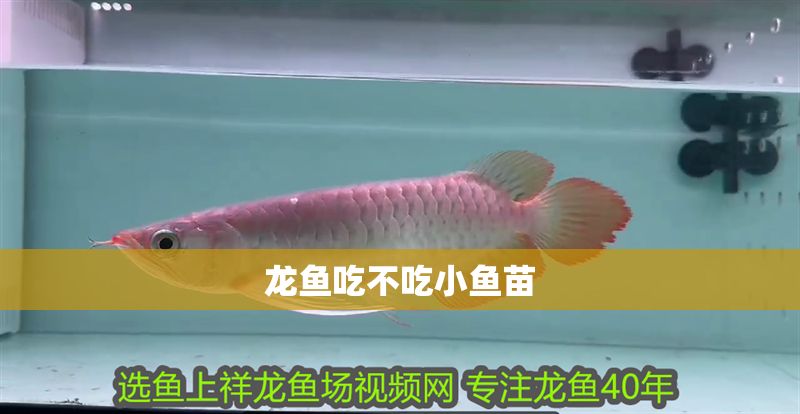 龍魚吃不吃小魚苗