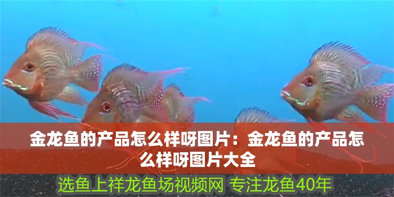 金龍魚的產品怎么樣呀圖片：金龍魚的產品怎么樣呀圖片大全