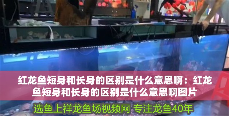 紅龍魚短身和長身的區別是什么意思?。杭t龍魚短身和長身的區別是什么意思啊圖片