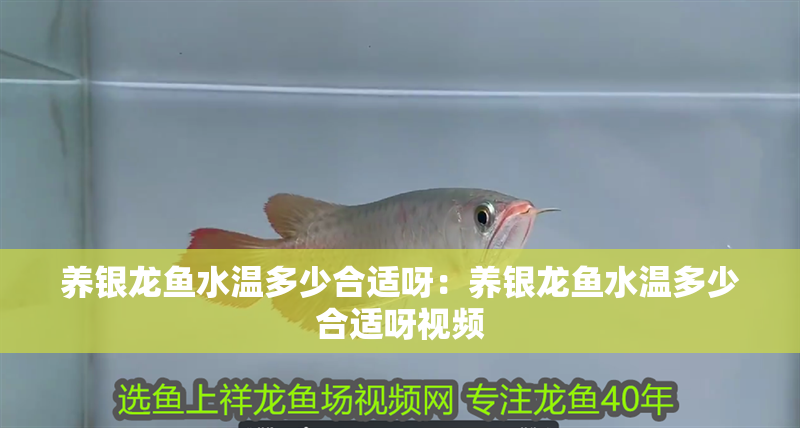 養銀龍魚水溫多少合適呀：養銀龍魚水溫多少合適呀視頻