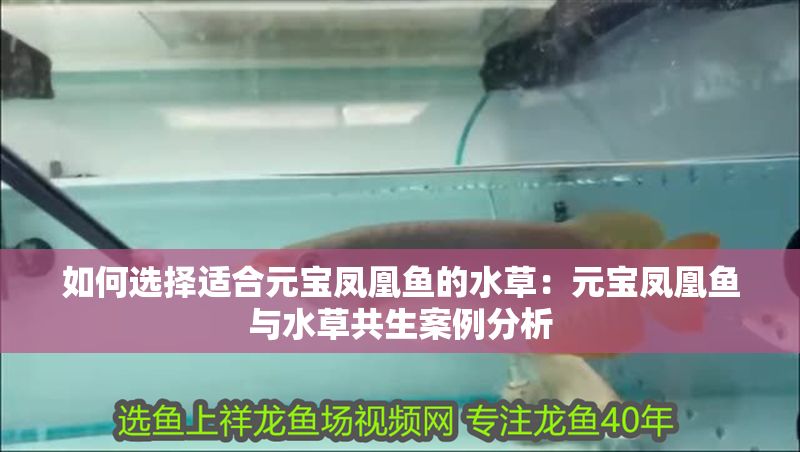如何選擇適合元寶鳳凰魚的水草：元寶鳳凰魚與水草共生案例分析