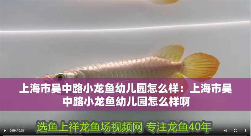 上海市吳中路小龍魚幼兒園怎么樣：上海市吳中路小龍魚幼兒園怎么樣啊