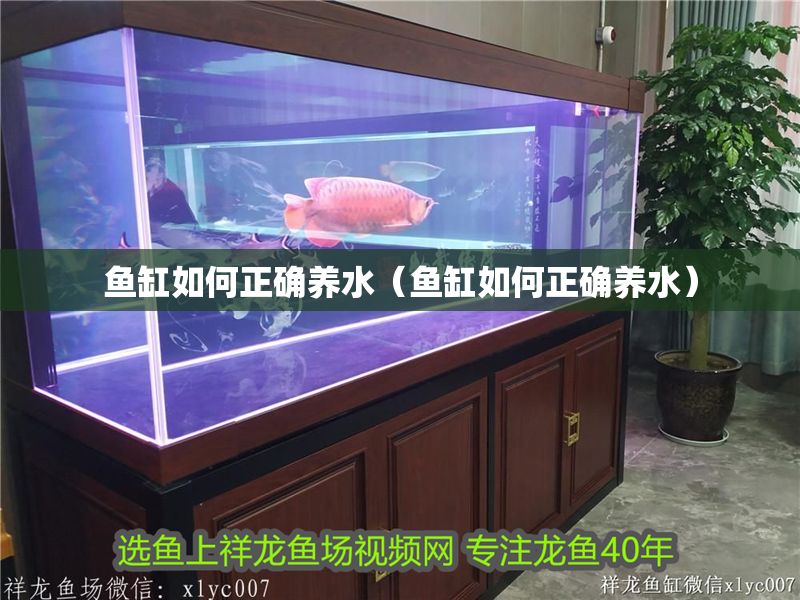 魚缸如何正確養(yǎng)水（魚缸如何正確養(yǎng)水）