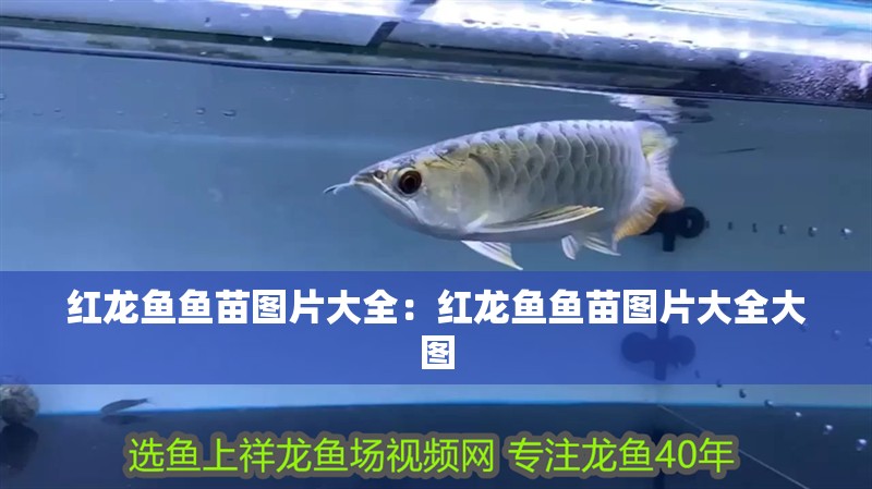 紅龍魚(yú)魚(yú)苗圖片大全：紅龍魚(yú)魚(yú)苗圖片大全大圖