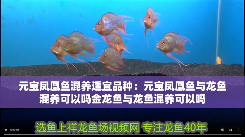 元寶鳳凰魚混養(yǎng)適宜品種：元寶鳳凰魚與龍魚混養(yǎng)可以嗎金龍魚與龍魚混養(yǎng)可以嗎