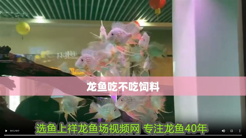 龍魚吃不吃飼料
