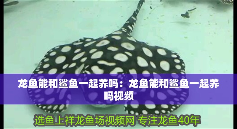 龍魚能和鯊魚一起養(yǎng)嗎：龍魚能和鯊魚一起養(yǎng)嗎視頻