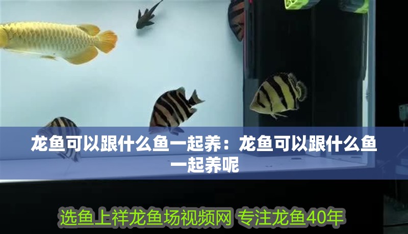 龍魚可以跟什么魚一起養：龍魚可以跟什么魚一起養呢