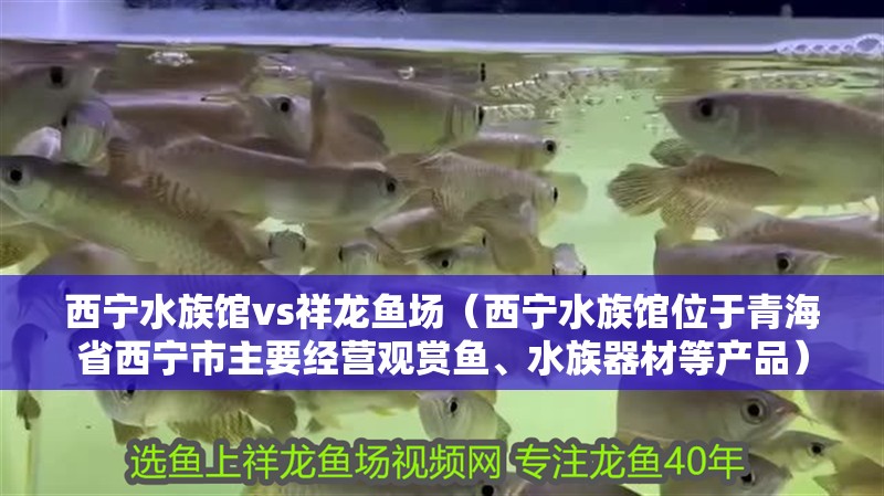 西寧水族館vs祥龍魚場（西寧水族館位于青海省西寧市主要經營觀賞魚、水族器材等產品）