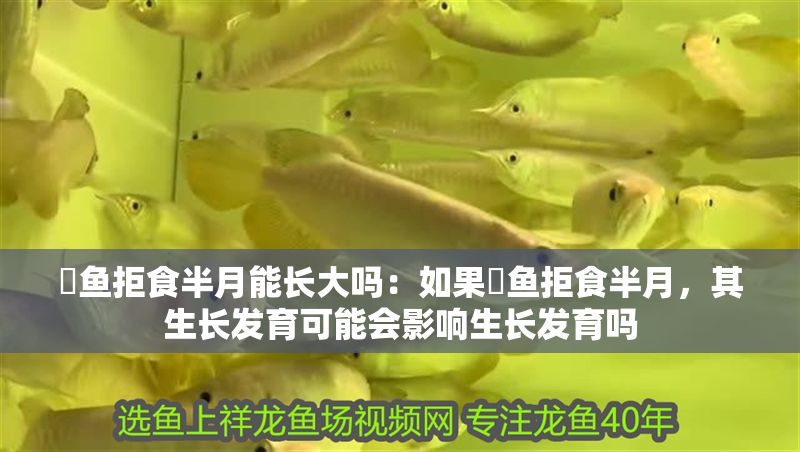 魟魚拒食半月能長(zhǎng)大嗎：如果魟魚拒食半月，其生長(zhǎng)發(fā)育可能會(huì)影響生長(zhǎng)發(fā)育嗎