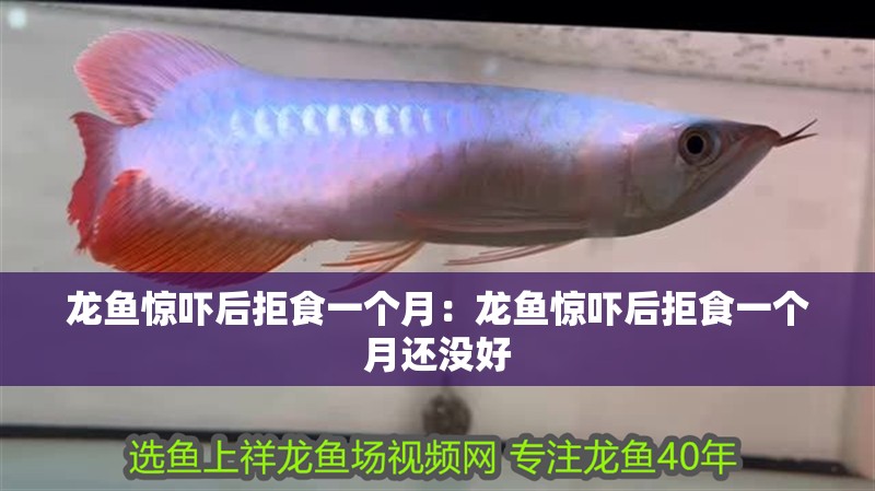 龍魚驚嚇后拒食一個月：龍魚驚嚇后拒食一個月還沒好