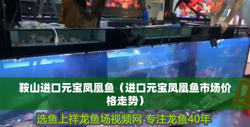 鞍山進口元寶鳳凰魚（進口元寶鳳凰魚市場價格走勢）