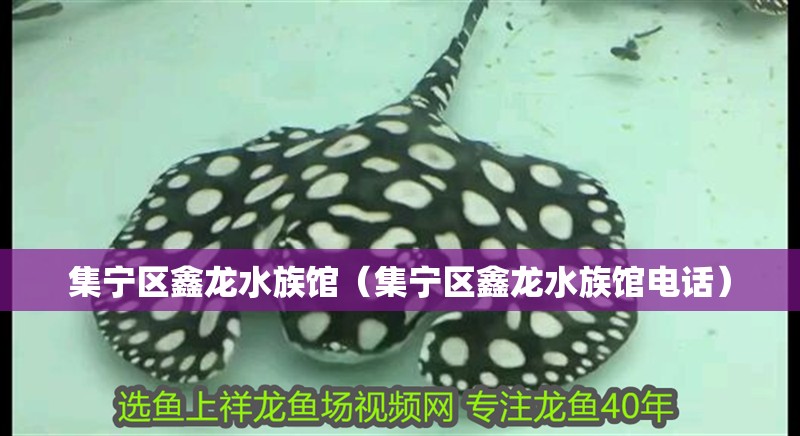 集寧區鑫龍水族館（集寧區鑫龍水族館電話）