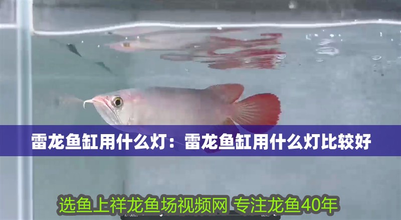 雷龍魚缸用什么燈：雷龍魚缸用什么燈比較好