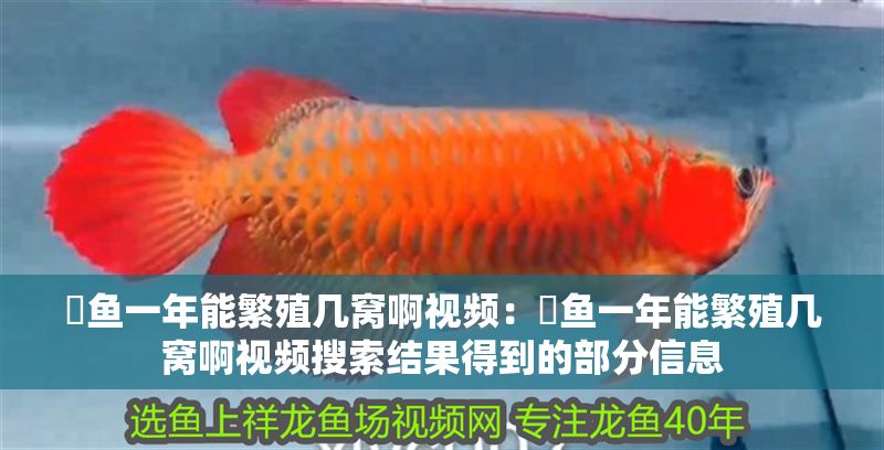 魟魚一年能繁殖幾窩啊視頻：魟魚一年能繁殖幾窩啊視頻搜索結果得到的部分信息