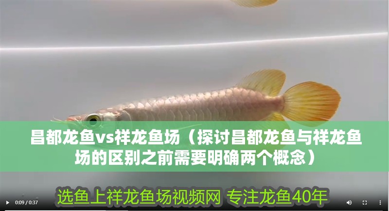 昌都龍魚vs祥龍魚場（探討昌都龍魚與祥龍魚場的區(qū)別之前需要明確兩個(gè)概念）