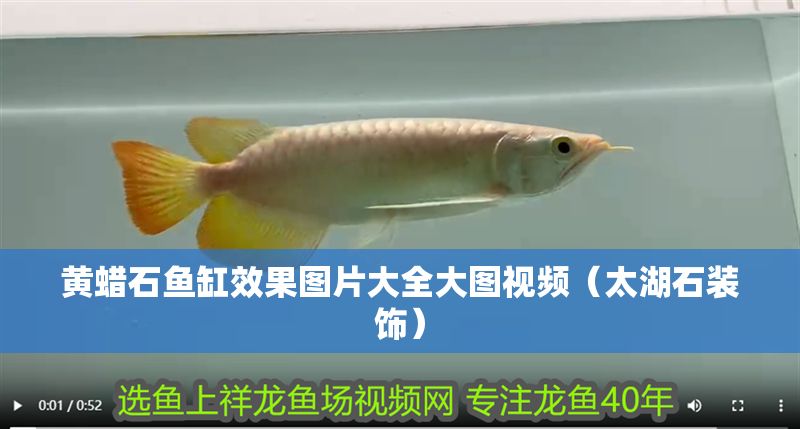 黃蠟石魚缸效果圖片大全大圖視頻（太湖石裝飾）