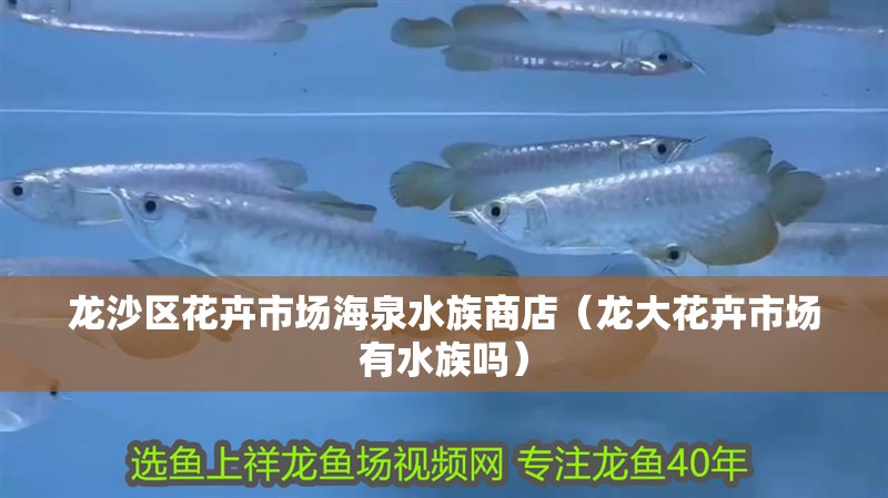 龍沙區(qū)花卉市場海泉水族商店(龍大花卉市場有水族嗎) 全國水族館企業(yè)名錄 第1張 龍沙區(qū)花卉市場海泉水族商店(龍大花卉市場有水族嗎) 龍沙區(qū)花卉市場海泉水族商店(龍大花卉市場有水族嗎) 全國水族館企業(yè)名錄 第1張