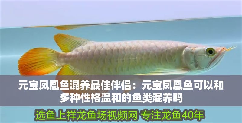 元寶鳳凰魚混養最佳伴侶：元寶鳳凰魚可以和多種性格溫和的魚類混養嗎
