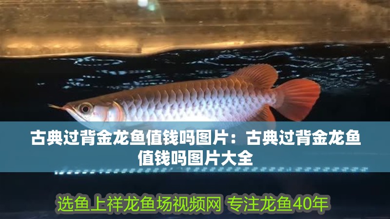 古典過背金龍魚值錢嗎圖片：古典過背金龍魚值錢嗎圖片大全